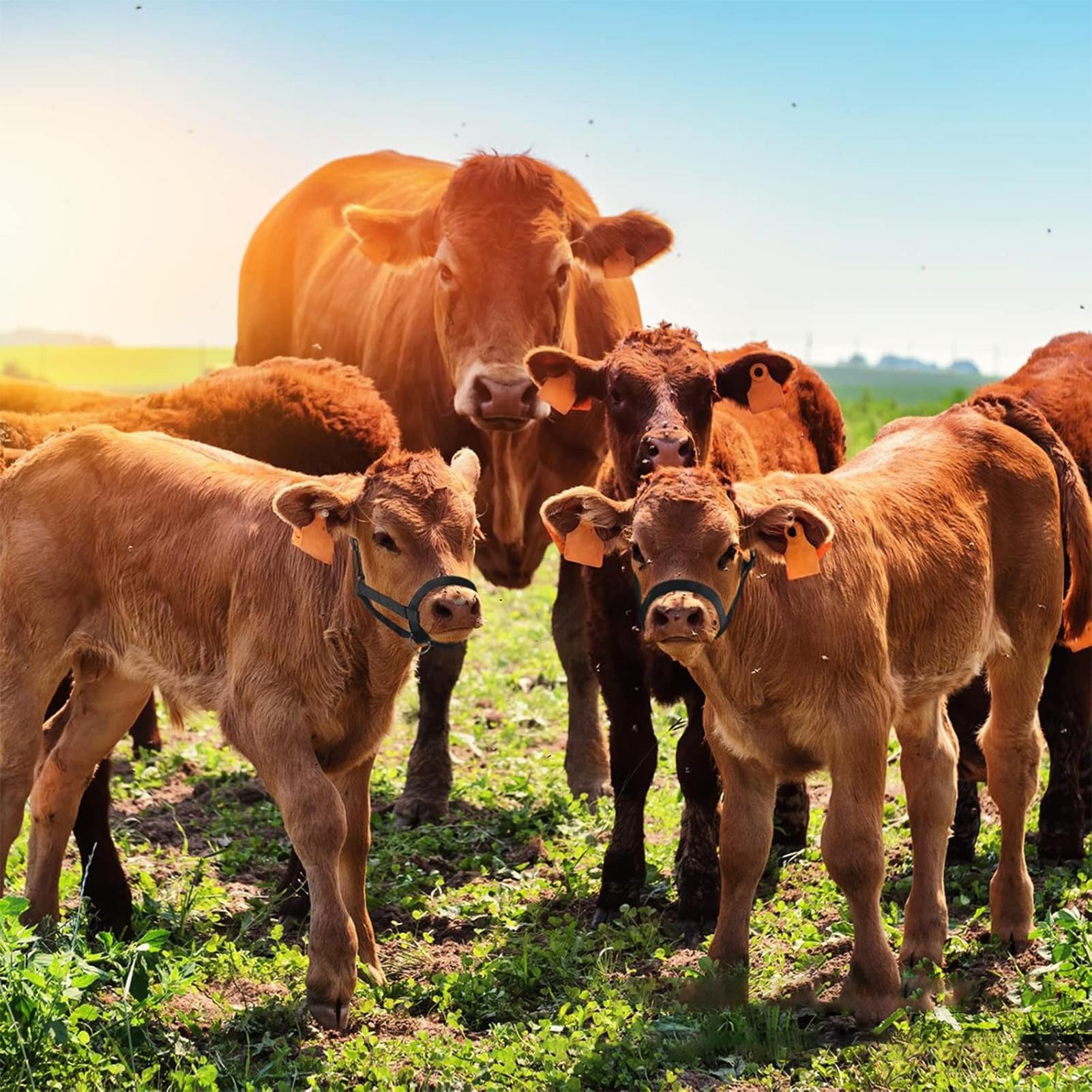 Cattle Halter Cattle Training  - Heavy Equipment Yard recensione e prezzo