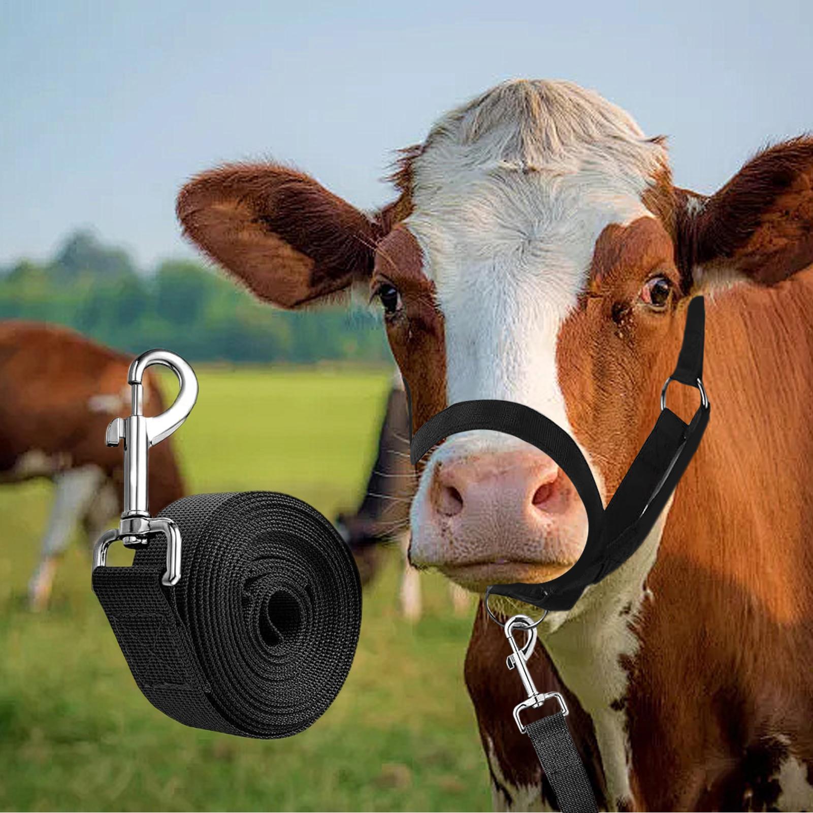 Cattle Halter Cattle Training  - Heavy Equipment Yard recensione e prezzo