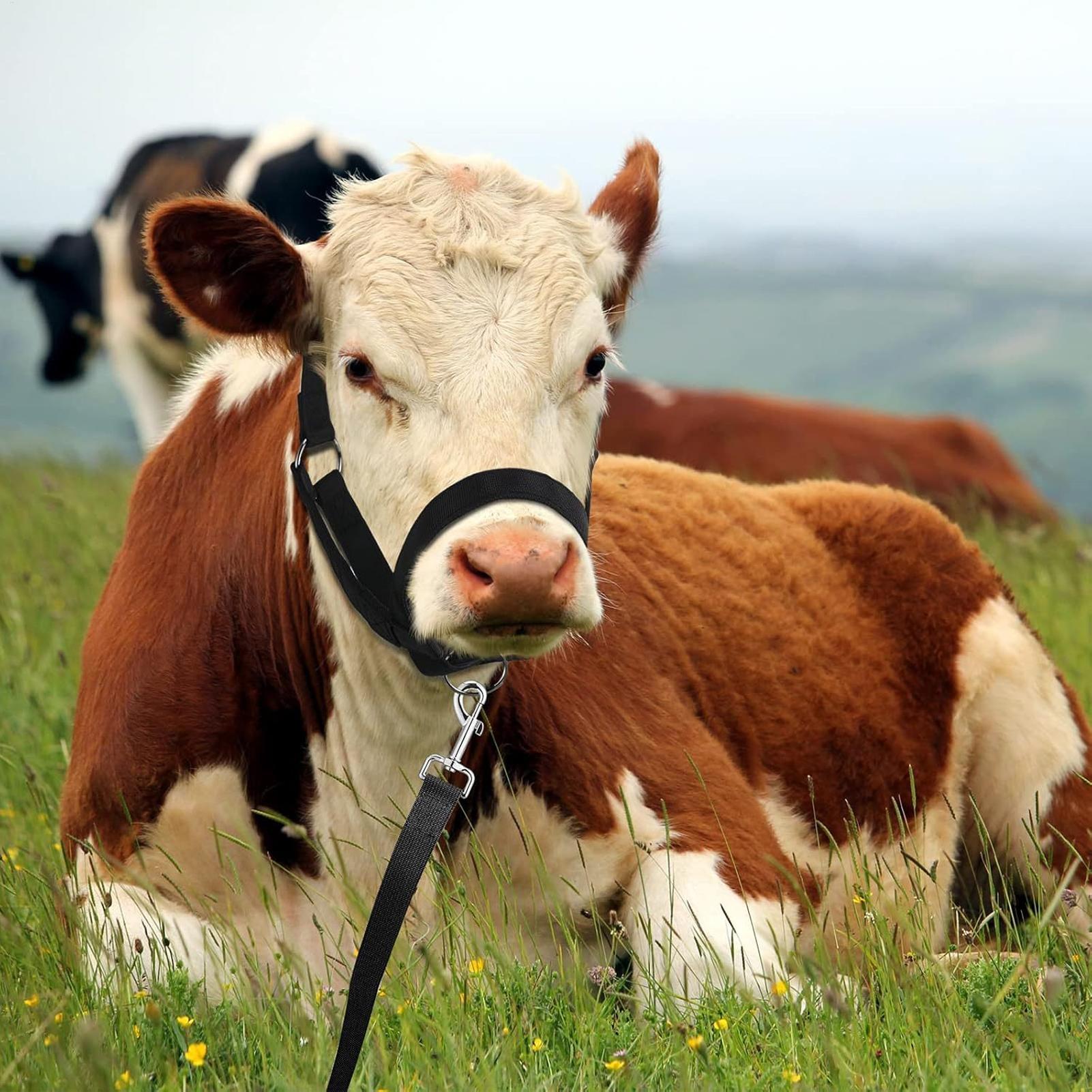 Cattle Halter Cattle Training  - Heavy Equipment Yard recensione e prezzo